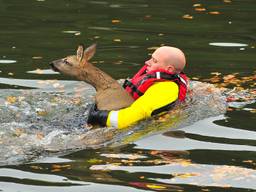 De opervlakteredder van de brandweer Someren heeft Bambi stevig vast. Foto: Johan Bloemers/SQ Vision