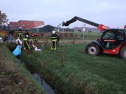 Het paard kwam vast te zitten in de sloot. (Foto: Persbureau Midden Brabant)