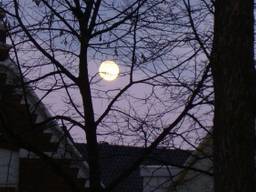 Zie de maan schijnt door de bomen (foto:Henk Voermans).