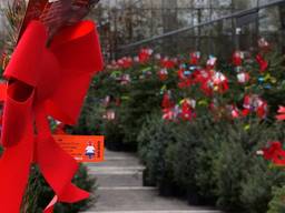 Het mag weer, met de Sint weer het land uit, mag de kerstboom naar binnen