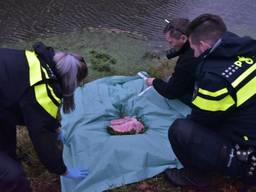 Na onderzoek bleek dat het om dierlijke longen gaat. (Foto: Tom van der Put/SQ Vision)