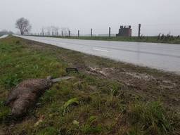 Er zijn al acht bevers doodgereden op de Bandijk in Werkendam. 