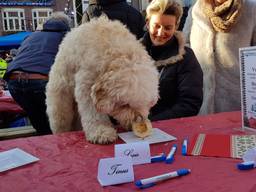 Een hond smult van het diner. (Foto: Dierenziekenhuis Eindhoven)