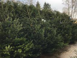 De kerstbomen van Hanneke mogen vanaf zaterdag gratis worden opgehaald. (Foto: Hanneke Hagenaars)