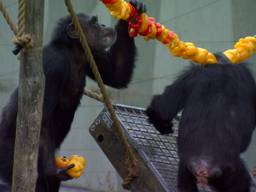 Kerstdiner voor dieren Safaripark Beekse Bergen