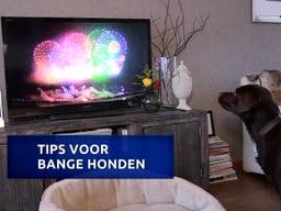 Hond flipt van vuurwerk (Foto: Raymond Merkx).