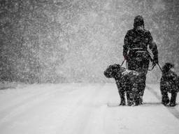 Een hond en zijn baasje trotseren de sneeuw. (Foto: Rob Engelaar/Infocus Media)