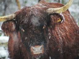 Sneeuw zorgt ook voor mooie plaatjes in Brabant