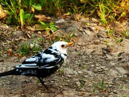 Leucistische merel (Foto: Vroege vogels)