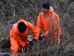 Een aantal schapen werden gered (foto: Joost Korporaal/FPMB).