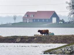 Veel dieren hebben last van het hoogwater (foto: Erald van der Aa).