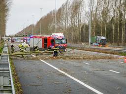 Omgewaaide boom op de A2 (foto: Sem van Rijssel/SQ Vision Mediaprodukties)