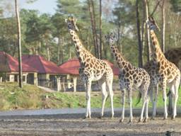 Giraffen verkennen de grote savanne van Safari Resort Beekse Bergen (Foto: Beekse Bergen)