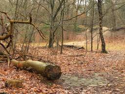 De kogelvanger in de Langeboomse bossen moet weg