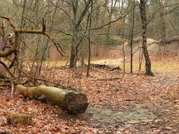 De kogelvanger in de Langeboomse bossen moet weg