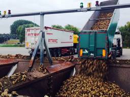 Geoogste bieten worden gestort. (Foto: Raoul Cartens)