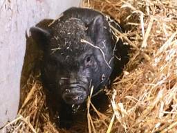 Van wie is dit mini-hangbuikzwijntje? Het varkentje is vermoedelijk weggelopen van huis. (Foto: Stichting de Ezelshoeve)