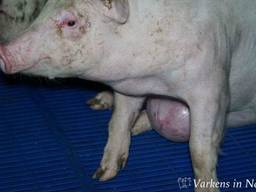 Een van de vele zieke dieren in de nieuwste campagnevideo van Varkens in Nood (foto: Varkens in Nood).