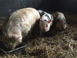 De biggetjes verhuizen naar boerderijcamping De Kreitsberg. (Foto: Imke van de Laar)