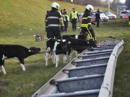 Vrachtwagen met kalfjes kantelt op A16. (Tom van der Put/SQ Vision)