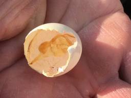 Het ei van een Turkse tortel. (Foto: José Venema)