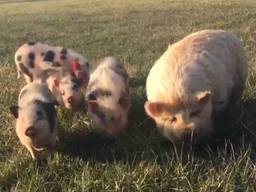 De varkentjes maken het goed, maar krijgen hopelijk een nieuw thuis. (Foto: Boswachter Willy)