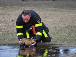 De brandweerman redde het dier uit het ijskoude water. (Foto: Persbureau Midden Brabant)