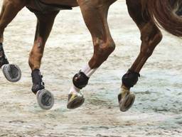 Indoor Brabant (Foto: VI Images)