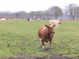 De koeien mogen de wei weer in!   