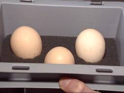 De drie eieren waar Manon mee aan de slag gaat (foto: Jos Verkuijlen).