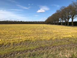 Een met glyfosaat bewerkt veld in het buitengebied van Deurne.