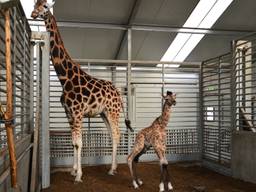 Baby-giraffe Finn en zijn moeder. (Foto: Beekse Bergen)