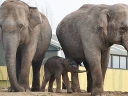 Moeder Htoo Yin Aye, het pasgeboren jong, en grote zus Mai Palai. (Foto: Dierenrijk)