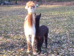 Blacky (rechts) is gestolen.