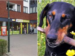 Links: Het Dirigentplein in Eindhoven (Foto: Arno van der Linden). Rechts: Dobermann algemeen beeld.