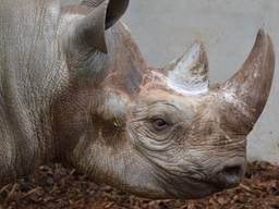 De neushoorn staat nu nog in een binnenverblijf. (Foto: Safaripark Beekse Bergen)