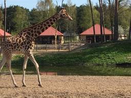 Safari Resort. (Foto: Beekse Bergen)
