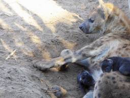 Kaidi en haar pups (Foto: Beekse Bergen)