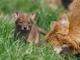 Een van de rode hondenpuppy's. (Foto: Josien de Vries)