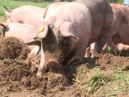 De varkens kunnen eindelijk wroeten in de grond.