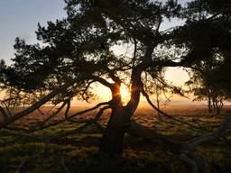 Prachtige zonsopkomst deze morgen in Brabant (foto: Ben Saanen)