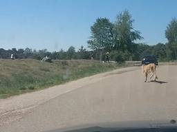 Een jachtluipaard trekt een sprintje.