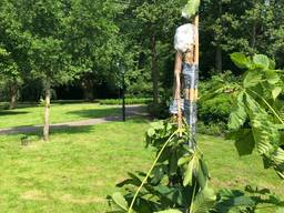 De Anne Frankboom in Waalwijk werd diverse keren aangevallen. (foto: Erik Peeters).