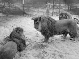 De nieuwe bewoners, daags voor de opening. Achter een hoge afrastering wennen ze aan hun binnenkort vrije omgeving. (Foto: ANP, mei 1968)