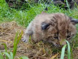 De pasgeboren Lynx. (Foto: Dierenrijk)