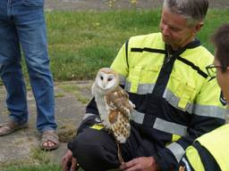 De kerkuil bleef rustig bij zijn redder zitten. (Foto: Persbureau Midden Brabant)