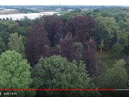 Dronebeelden van het Liesbos in Breda. Foto: YouTube.