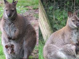 Het gaat goed met de pasgeboren dieren (foto: ZooParc Overloon)