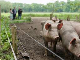 Een paar van de varkens van Herenboerenboeren Wilhelminapark. Foto: Brabant 2050