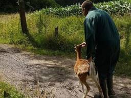 Twee hertjes werden gevangen. (Foto: Danny van Schijndel)